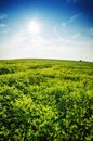 Green summer meadow on bright sunny day. Sunny landscape with gr