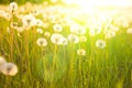 Green summer meadow with dandelions at sunset. Nature background Royalty Free Stock Photo