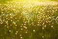 Green summer meadow with dandelions at sunset. Nature background Royalty Free Stock Photo