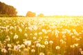 Green summer meadow with dandelions at sunset. Nature background Royalty Free Stock Photo