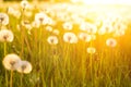 Green summer meadow with dandelions at sunset. Nature background Royalty Free Stock Photo