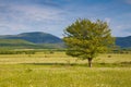 Green summer meadow with flowers and herbs Royalty Free Stock Photo