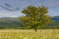 Green summer meadow with flowers and herbs and big oak tree Royalty Free Stock Photo