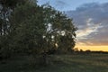 Green summer meadow with flowers and herbs and big oak tree. Lonely tree against a blue sky at sunset. Summer landscape with a Royalty Free Stock Photo