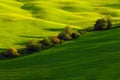 Green summer meadow landscape. Summer in the fields. dyllic view of hilly farmland in Tuscany in beautiful morning light, Italy. Royalty Free Stock Photo