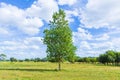 Green summer meadow with a lone tree . Royalty Free Stock Photo