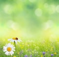 Summer nature background with chamomile flowers