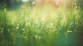 Green summer nature grass abstract landscape background Royalty Free Stock Photo