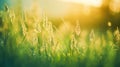 Green summer nature grass abstract landscape background Royalty Free Stock Photo