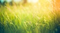 Green summer nature grass abstract landscape background Royalty Free Stock Photo