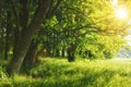 Green summer nature on sunny day. Summer background. Trees on green meadow. Warm sunlight through the trees. Royalty Free Stock Photo