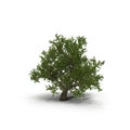 Green summer old maple tree isolated on white. 3D illustration Royalty Free Stock Photo