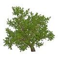 Green summer old maple tree isolated on white. 3D illustration Royalty Free Stock Photo