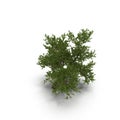 Green summer old maple tree isolated on white. 3D illustration Royalty Free Stock Photo