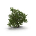 Green summer old maple tree isolated on white. 3D illustration Royalty Free Stock Photo