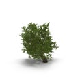 Green summer old maple tree isolated on white. 3D illustration Royalty Free Stock Photo