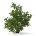 Green summer old maple tree isolated on white. 3D illustration Royalty Free Stock Photo