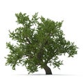 Green summer old maple tree isolated on white. 3D illustration Royalty Free Stock Photo