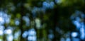 Green summer park landscape with bright sunlight. Abstract leafy patterns with glowing effect. Wide panoramic view of forest Royalty Free Stock Photo