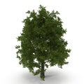Green summer red oak tree isolated on white. 3D illustration Royalty Free Stock Photo