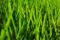 Green summer shining grass background