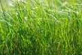 green summer shining grass in sunlightg. bright nature backgrounds