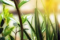 Green summer shining grass in sunlightg. bright nature backgrounds blurred background