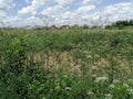 A green summer in Stefanesti Royalty Free Stock Photo