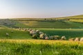 A green summer Sussex landscape with hawthorn trees in blossom Royalty Free Stock Photo