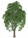 Green summer tree isolated on white background. render high quality design element maple poplar Royalty Free Stock Photo