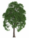 Green summer tree isolated on white background. render high quality design element maple poplar Royalty Free Stock Photo