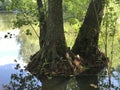 Tree From the lake