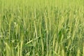 Green Summer Wheat Field nature abstract background Royalty Free Stock Photo