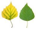 Green summer and yellow autumn leaf of birch isolated on white Royalty Free Stock Photo
