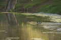 Green Summery Duck Pond Scene Royalty Free Stock Photo