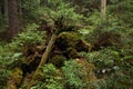 Green and lush summery old primeval boreal forest in Estonia, Northern Europe. Royalty Free Stock Photo