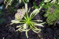 Green sundew