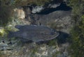 Green Sunfish - Fanning Springs Royalty Free Stock Photo