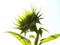 Green sunflower