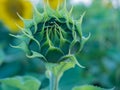 Green sunflower bud in blue green colors, macro Royalty Free Stock Photo