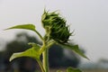 Green sunflower bud close-up shot on a sunny day. Sunflower bud with green leaves and thin hair close-up. Beautiful green Royalty Free Stock Photo