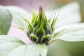 Green sunflower bud. Macro shot of sunflower bud Royalty Free Stock Photo