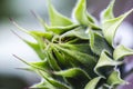 Green sunflower bud. Macro shot of sunflower bud Royalty Free Stock Photo