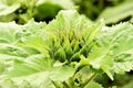 Green sunflower bud Royalty Free Stock Photo