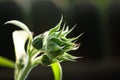 Green Sunflower Bud