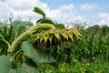 Sunflower hanging its head in the garden Royalty Free Stock Photo