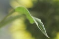 green sunflower leaf close-up, macro Royalty Free Stock Photo