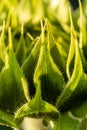 Green sunflower Macro photo of a sunflower bud. Composition of green leaves. Natural background of green leaves. Royalty Free Stock Photo