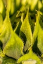 Green sunflower Macro photo of a sunflower bud. Composition of green leaves. Natural background of green leaves. Royalty Free Stock Photo