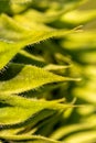 Green sunflower Macro photo of a sunflower bud. Composition of green leaves. Natural background of green leaves. Royalty Free Stock Photo